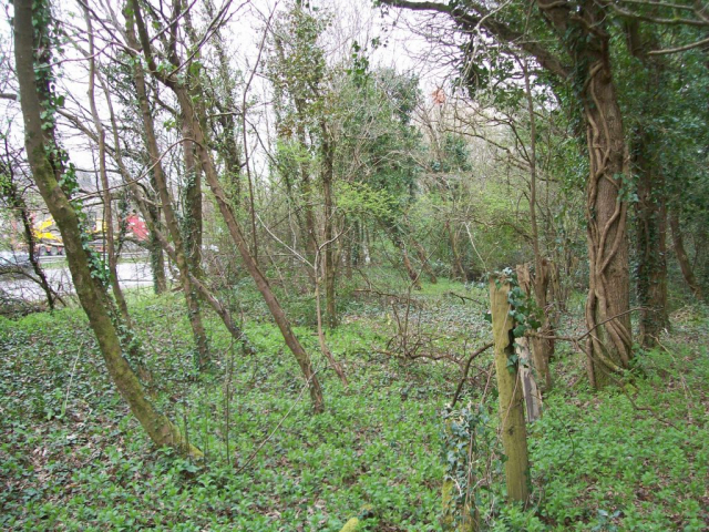 Teign Valley Branch