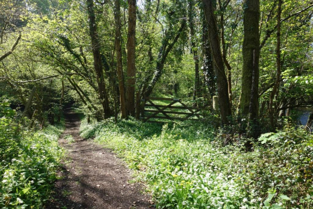 Teign Valley Branch