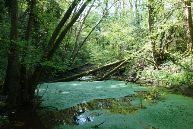 Teign Valley Branch