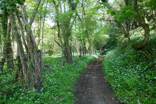 Teign Valley Branch