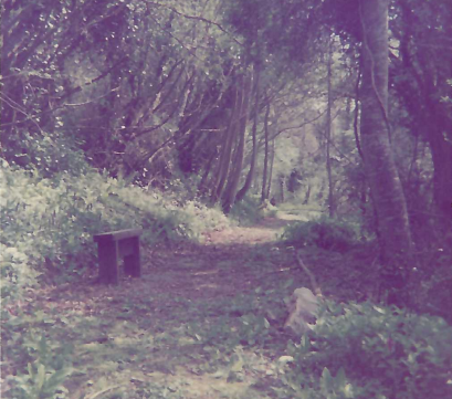 There was a short level length of path before the climb to the old turnpike began. Teign Valley Branch