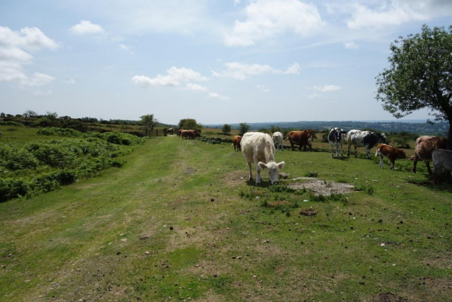 Princetown Branch