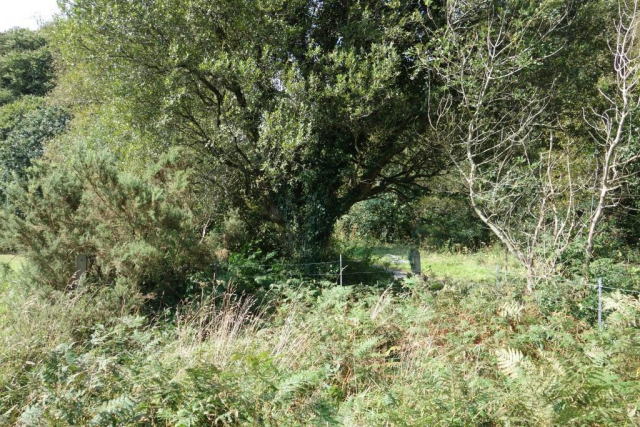 Rattlebrook Peat