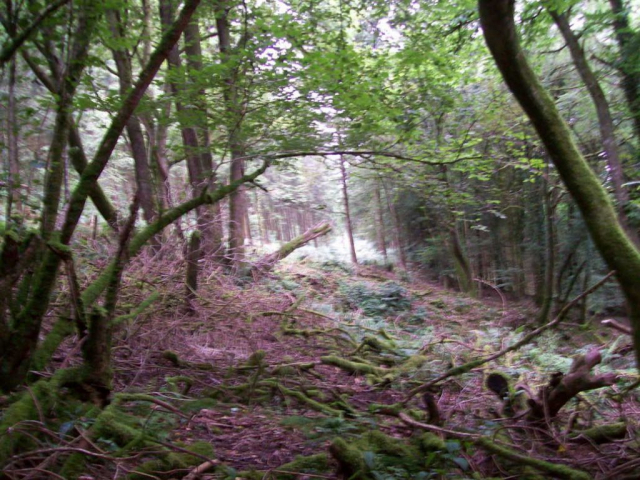 Some rotting fence posts describe the rim of the cutting at the Barnstaple end of the tunnel, although it is hard to see that between the camera and the trees beyond there is actually a large depression. Devon & Somerset Railway