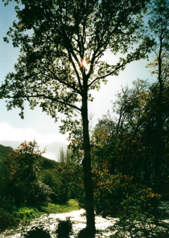 It had had to reach for the light amid a mass of sycamores. Padley Common